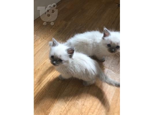 Ragdoll - Blue Bicolour
